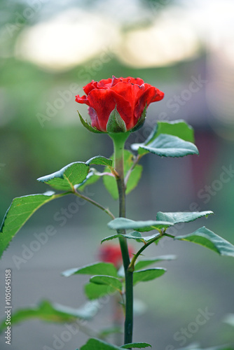 Wallpaper Mural Red Rose Bud. New rose bud. Young graceful spray rose. A small bud of a blooming flower. magic garden. Natural background. beautiful flower, on a flowerbed, close-up. space for text Torontodigital.ca