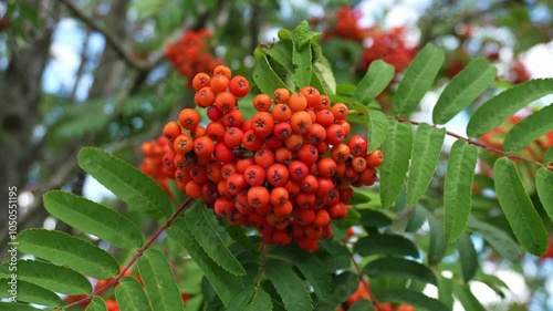 Close up video of ripe rowans swaying on the wind. Rwan orang berries plant on branch with green leaves