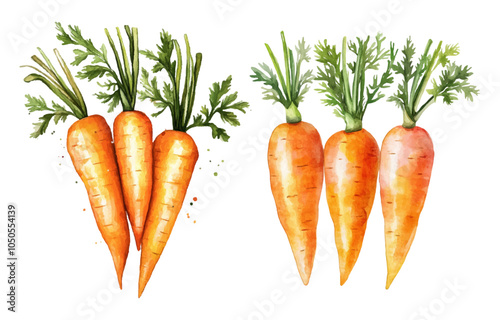 Watercolor set of orange carrot with leaves png. Watercolor realistic carrot on transparent background. Farm harvest watercolor. Root crops. Vector illustration.