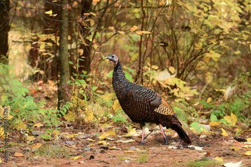 Fall scene of a wild turkey walking through a forest photo