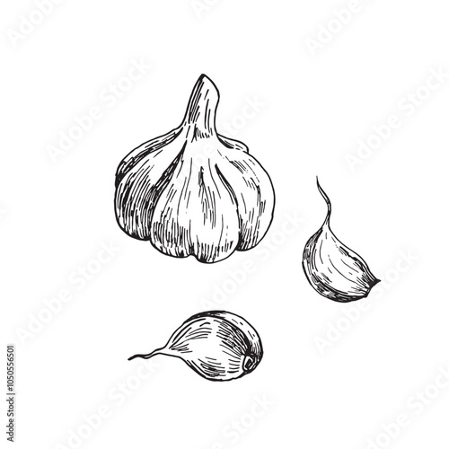 Garlic vector hand drawn illustration. Garlic sketch drawn with ink. Element for food label and restaurant menu design. Vector illustration