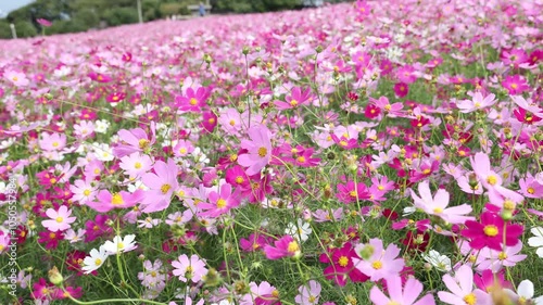 満開のコスモス（福岡市のこのしまアイランドパーク）