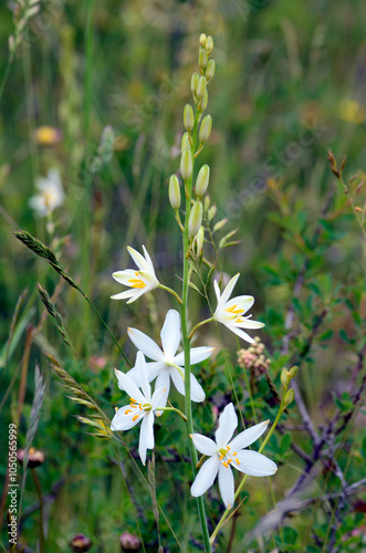 St Bernard's lily plant (Anthericum liliago) in flower photo