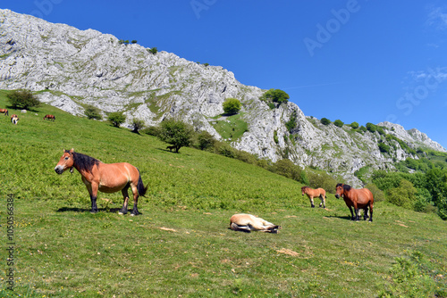 Horses, mares and foals in ...