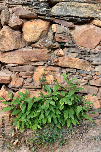 Young chestnut shoots (Cast...