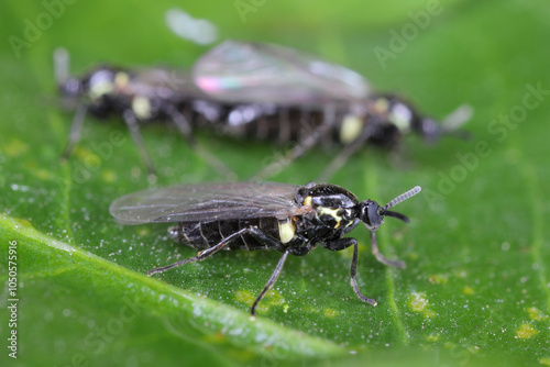 Black Compost Fly, Scatopse notata, Insecta. A common small fly in gardens. photo