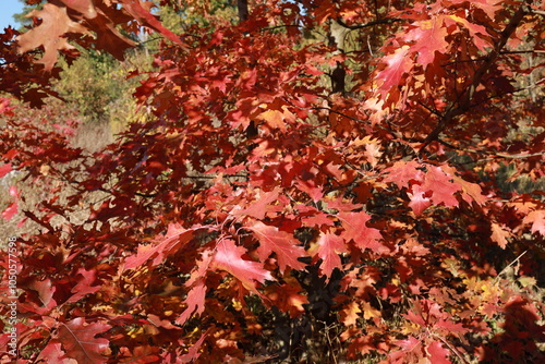 Branches of an oak tree with scarlet leaves. Autumn. Indian summer.