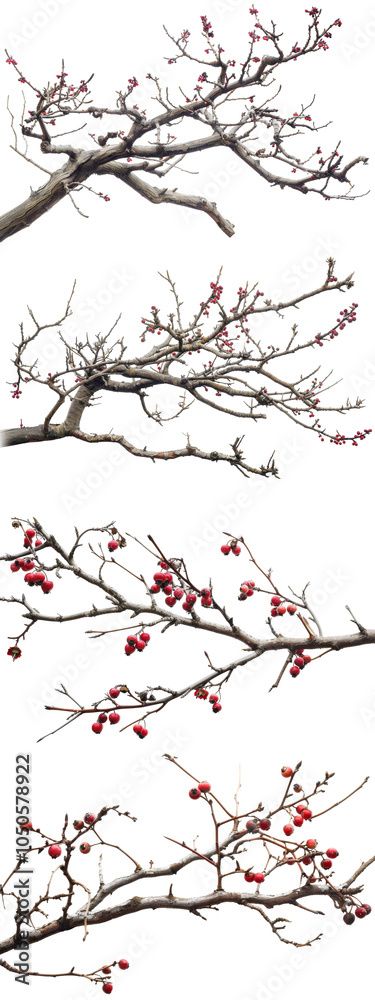 Collection of real trees Branches with Berries isolated on transparent or white background Collection of real trees Branches with Berries isolated on transparent or white background