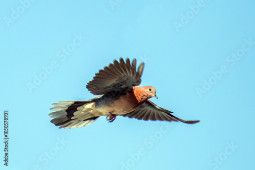 Joyful Wings: Laughing Doves Soaring Through Blue Skies photo