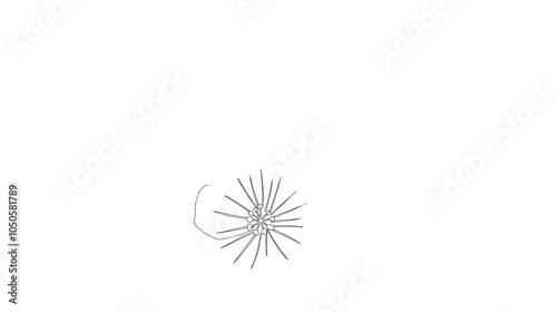 Elegant line-drawing animation of geraniums, showcasing intricate floral details, perfect for botanical and artistic projects