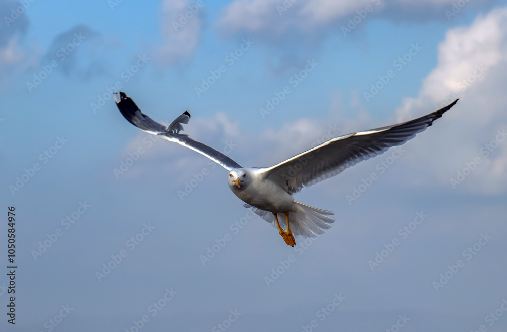 Wings of Freedom: Yellow-legged Gull Birds Soaring with Open Wings in the Sky Wings of Freedom: Yellow-legged Gull Birds Soaring with Open Wings in the Sky