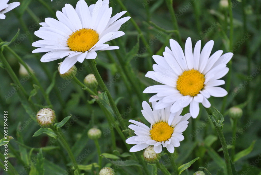 Fototapeta premium Beautiful White Daisies in Bloom: Close-Up of Fresh White Petals and Yellow Centers Amidst Green Foliage in a Natural Garden Setting