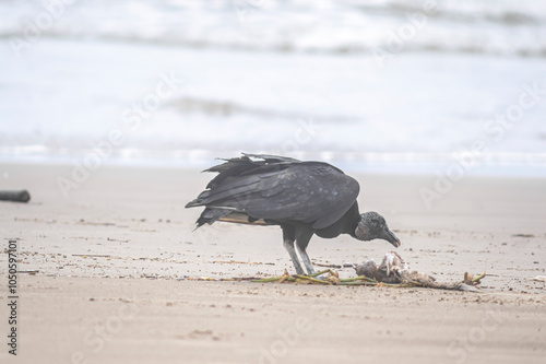 This image depicts black vultures (Coragyps atratus) scavenging on a dead fish carcass on a sandy beach, with sparkling ocean waves in the background. It highlights the cycle of life and scavengers' r