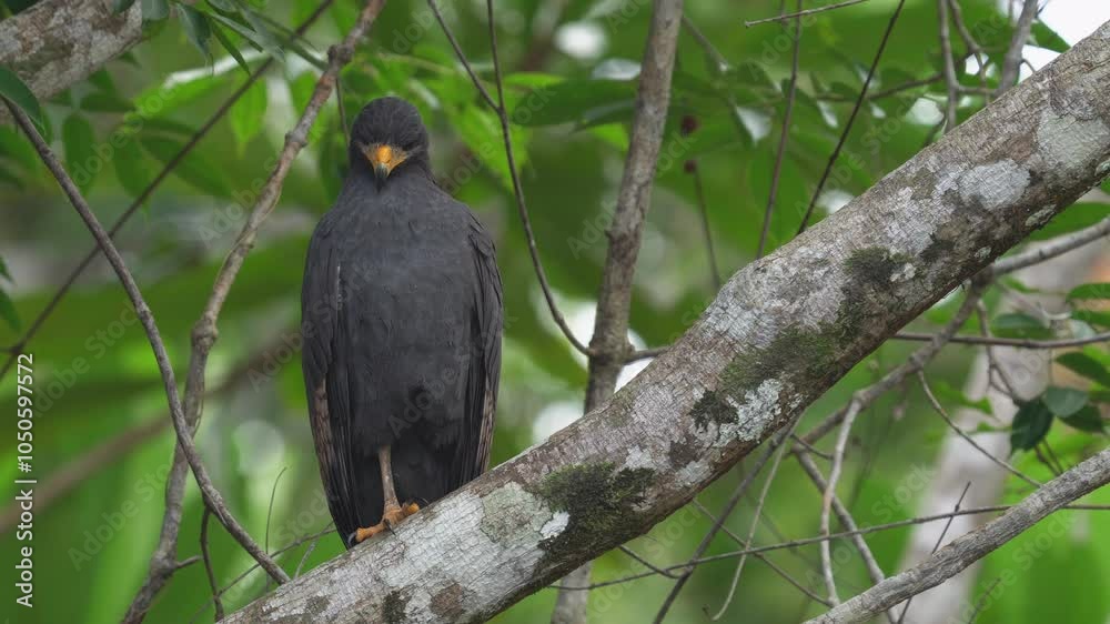 Gavilan posado arbol aves de Colombia