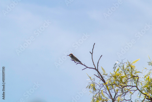 European bee-eater bird sitting on a tree branch with a blue background