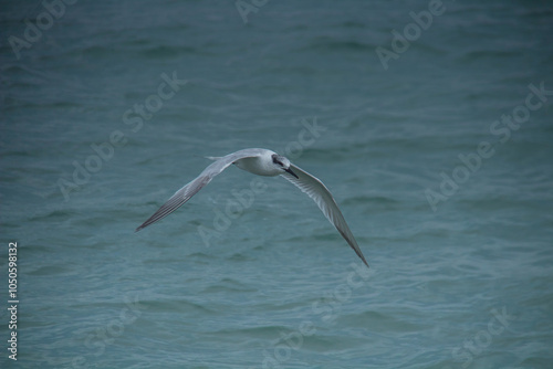 Gull-billed tern Birds flying over sea photo