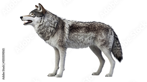 A grey wolf stands in profile, looking to the right, with its mouth slightly open, showing its teeth isolated on transparant background. Generative ai