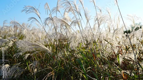 Romantic Cinematic Autumn Landscape with Swaying Silver Grass in the Wind