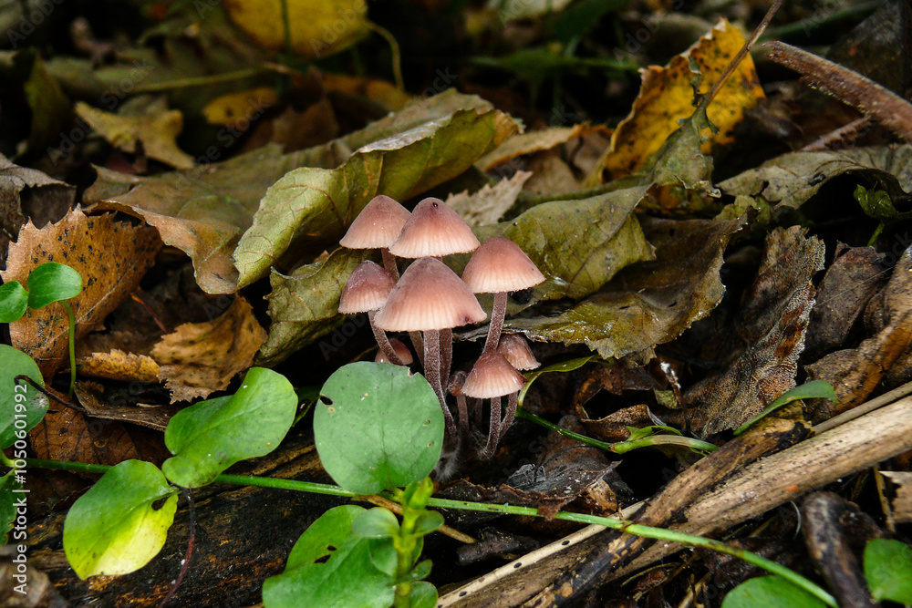 a bunch of small mushrooms in the wet leaves of the autumn forest a bunch of small mushrooms in the wet leaves of the autumn forest