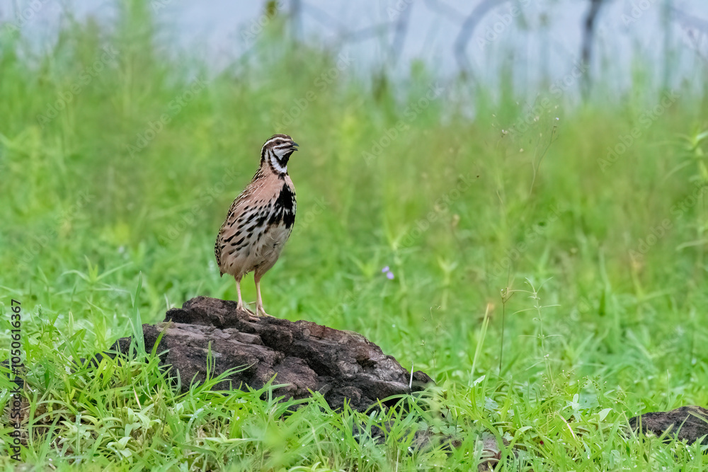 Fototapeta premium A rain quail singing and feeding in the grasslands of Bhigwan on the outskirts of Pune, Maharastra