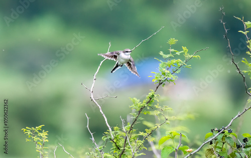 A white-bellied Minivet perched on a tree branch on the outskirts of pune city in Maharastra photo