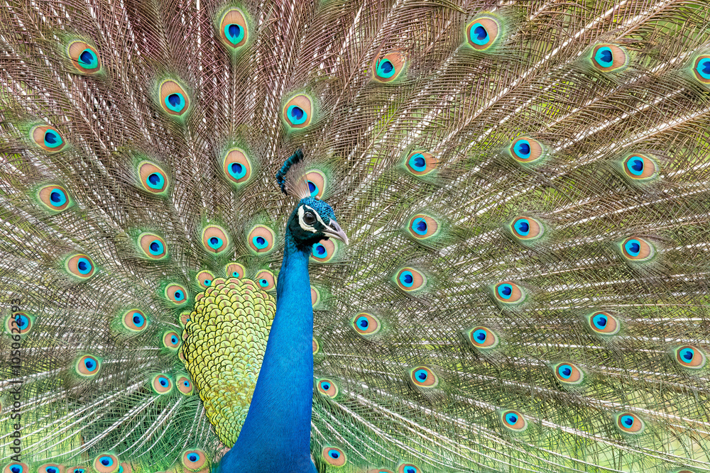Fototapeta premium An adult peacock dancing showing its elegant feathers to attract females in Nagarhole tiger reserve Kabini in Karnataka