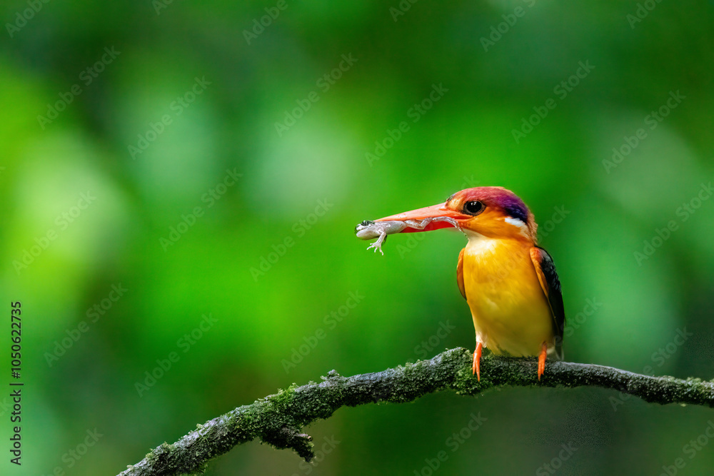 Obraz premium An Oriental dwarf kingfisher perched on top of a tree branch in the deep jungles on the outskirts of Panvel, Maharastra on a rainy monsoon day
