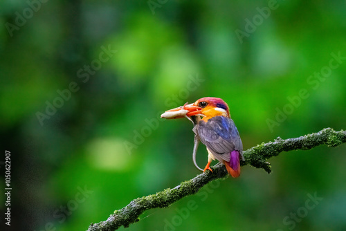 An Oriental dwarf kingfisher perched on top of a tree branch in the deep jungles on the outskirts of Panvel, Maharastra on a rainy monsoon day photo