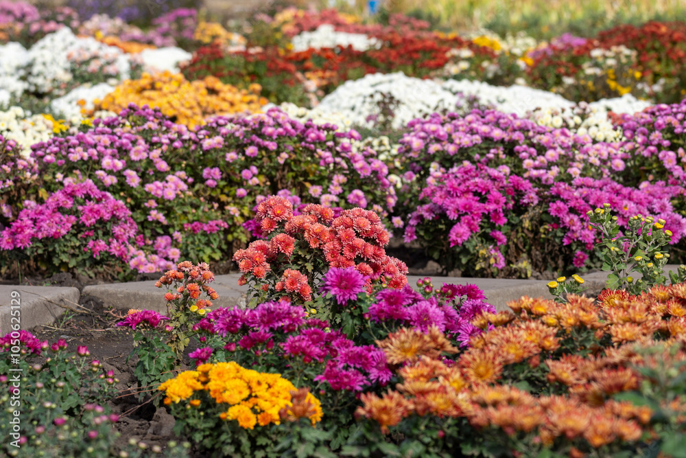 Obraz premium Bright flowers of multi-colored chrysanthemums in the park on a sunny autumn day.