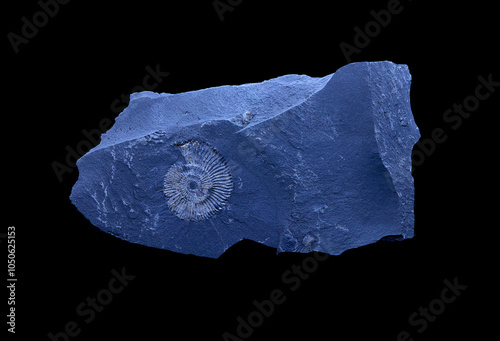 fossil on a stone, ammonite