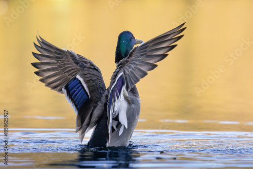 mallard duck