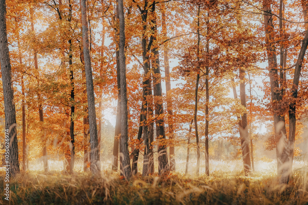 Obraz premium Autumn Forest