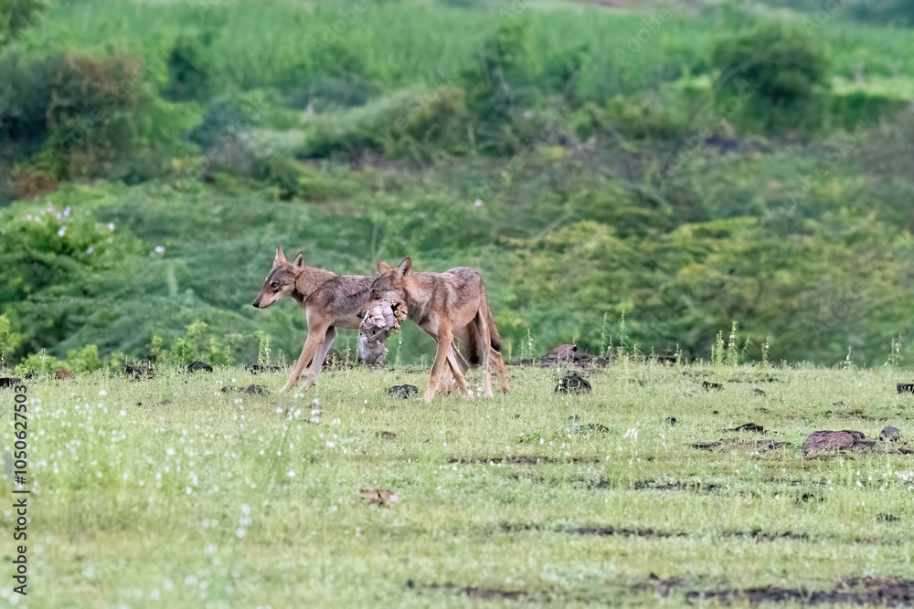 Fototapeta premium A group of wolfs walking in the grasslands of Bhigwan bird sanctuary, Maharashtra 