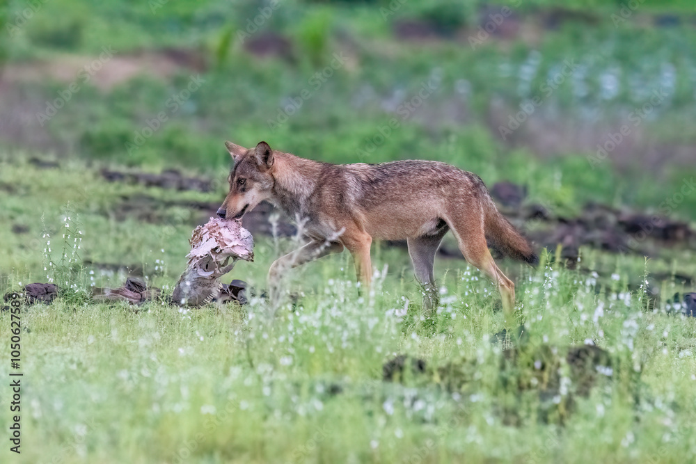 A group of wolfs walking in the grasslands of Bhigwan bird sanctuary, Maharashtra A group of wolfs walking in the grasslands of Bhigwan bird sanctuary, Maharashtra