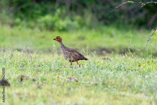 A painted francolin running in the grasslands of Bhigwan in Maharastra photo