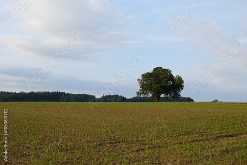 Ein einzelner Baum auf einem weiten, grünen Feld bei Zürich, eingerahmt von einem ruhigen Himmel. Ideal für Natur-, Landschafts- und Umweltprojekte.