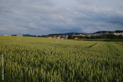 Weites Getreidefeld bei Zürich, mit Blick auf eine entfernte Ortschaft und einem bewölkten Himmel. Perfekt für ländliche Landschafts-, Natur- und Landwirtschaftsthemen.