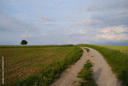 Ein geschwungener Kiesweg durch grüne Felder bei Zürich, eingerahmt von einem weitläufigen Himmel mit weichen Wolken. Perfekt für Natur-, Wander- oder Landschaftsprojekte. photo