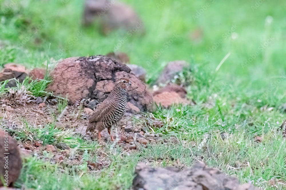 Obraz premium A rock bush quail wondering on in a rocky area looking for feeding in the grasslands of Bhigwan on the outskirts of Pune in Maharastra