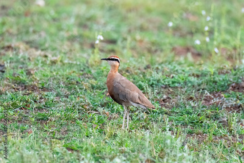 An Indian courser perched on the ground in the grasslands in Bhigwan, Maharastra photo