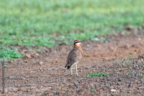 An Indian courser perched on the ground in the grasslands in Bhigwan, Maharastra photo