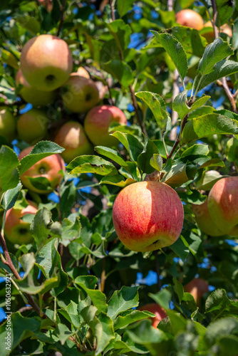 Apple tree loaded with apples in an orchard. Autumn seasonal harvest. Vertical photo of red ripe apples on a branch in orchard. Organic farming, gardening, vegetarian eco food. 