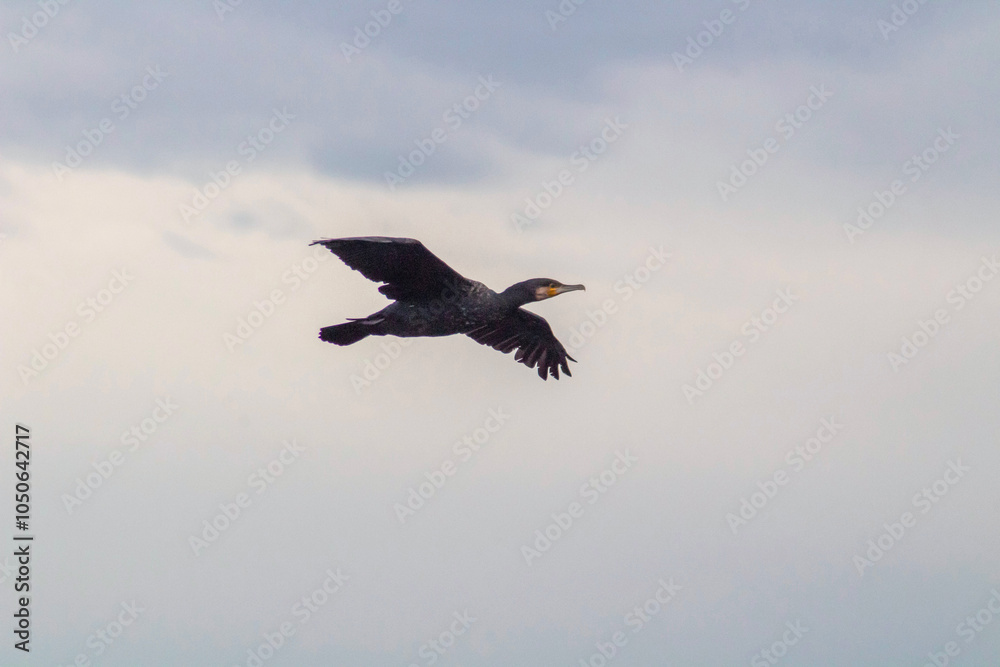 Black Cormorant flying in blue sky. The great cormorant, Phalacrocorax carbo, known as the great black cormorant Black Cormorant flying in blue sky. The great cormorant, Phalacrocorax carbo, known as the great black cormorant