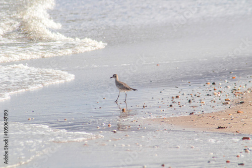 A Silver Plover on the Beach photo