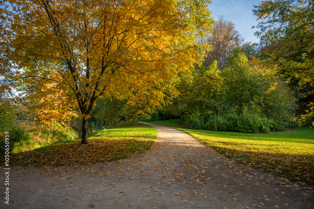 Obraz premium A bright yellow tree against a background of green trees in an autumn park on a sunny day in the Czech Republic. The road without people is strewn with yellow leaves.