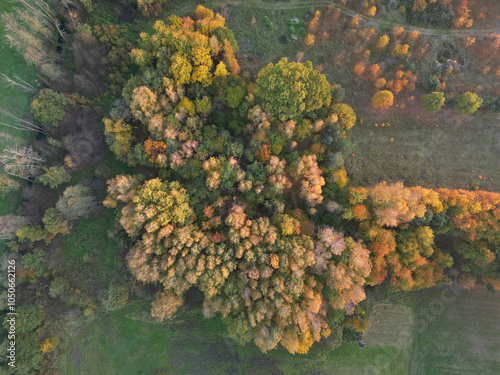 Top-down aerial view of autumn trees with vibrant green and yellow foliage. A mix of deciduous and coniferous trees surrounded by green grass, creating a beautiful fall landscape  during sunset. photo