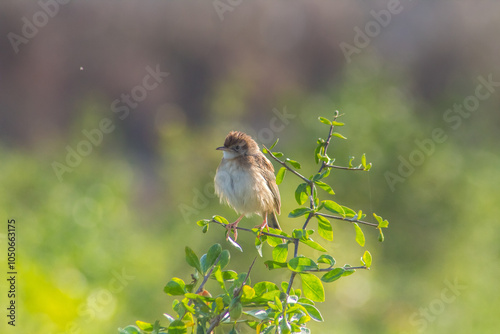 Aerial Songsters: Zitting Cisticola Birds Amidst Verdant Foliage photo