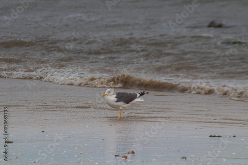 Seaside Spectacle: Heuglin's Gull Birds Gliding Above Water photo