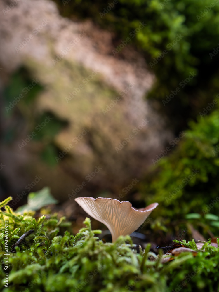 Fototapeta premium Mushroom in a chestnut forest.