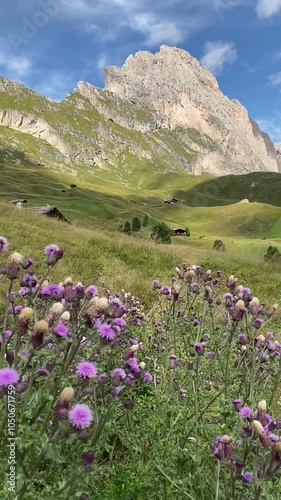 alpine meadow in the mountains flowers dolomiti